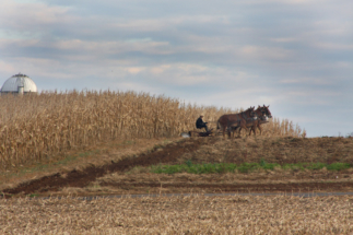 12 Amish Fields copy 2